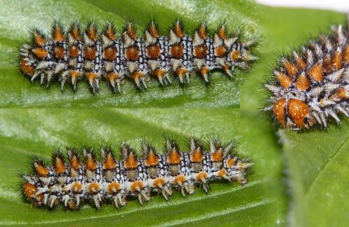Melitaea didyma